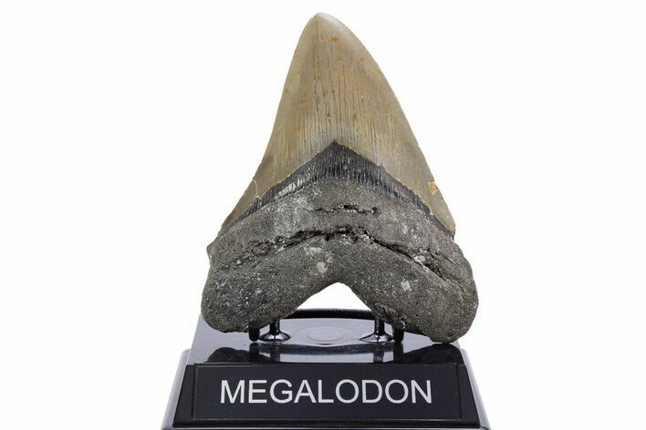 Serrated, Fossil Megalodon Tooth - North Carolina #345663